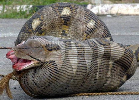Photo:  In the Malaysian village of Kampung Jabor the bloated snake had swallowed an pregnant sheep